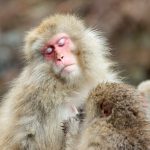 09_Grooming Macaques