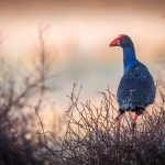 09_Porphyrio Melanotus