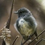 09_South Island Robin