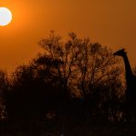 1. Giraffe silhouette