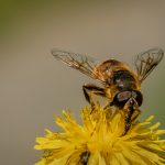 _10 Dronefly