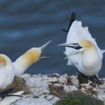 20250506-_L6A1445 Northern Gannets