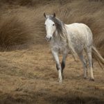 10 _Horse