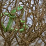 10. Boomslang snake