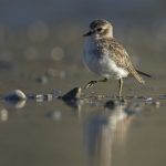 10_Juvenile Banded Dotterel