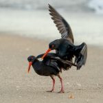 10_Variable Oystercatchers