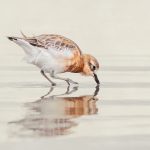 10_Wading Dotterel