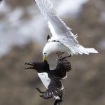 20250504-_L6A6817 Fulmar &amp; Razorbill