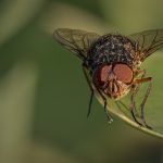 _11 Blowfly