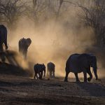 11. African Elephants heading to water in the evening light