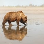 11_Alaskan Brown Bear