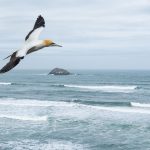 11_Australasian Gannet in flight