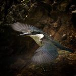 11_Sacred Kingfisher leaving its nest