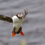 20250629-_L6A8866 Puffin