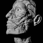 12 Facial anatomy