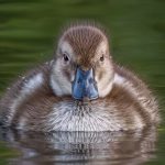 _12 Juvenile Scaup