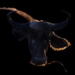 12. Female African Buffalo and calf silhouette