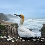 12_Australasian Gannet
