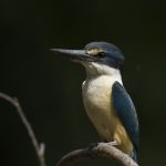 12_Sacred Kingfisher
