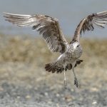 2 Juvenile karoro