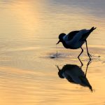 2. Blacksmith Lapwing reflected