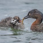 3 Weweia feeding chick