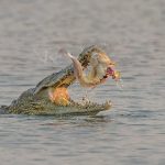 3. Nile Crocodile with a Barble catch