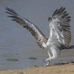 4. Martial Eagle