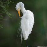 6 Kotuku preening