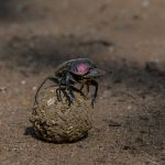 6. Dung Beetle