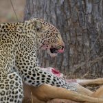 7. Female Leopard with kill
