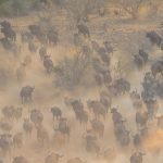 8. African Buffalo herd stampede