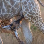 9. Giraffe calf suckling